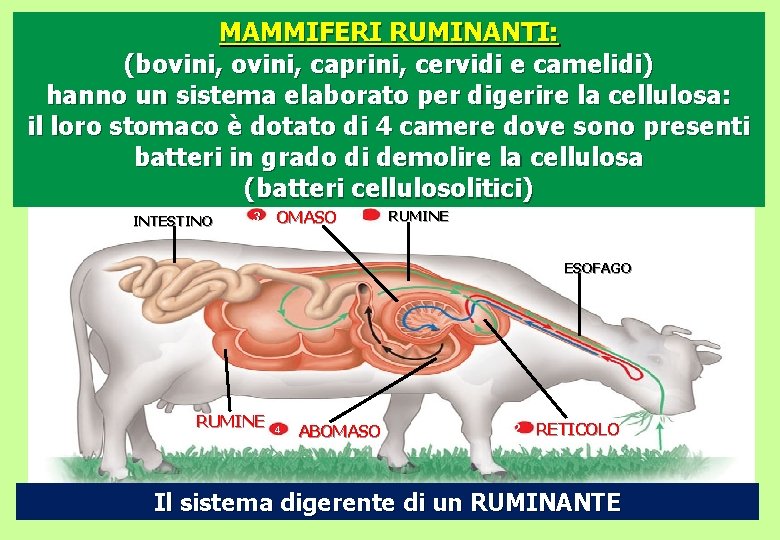 MAMMIFERI RUMINANTI: (bovini, caprini, cervidi e camelidi) hanno un sistema elaborato per digerire la