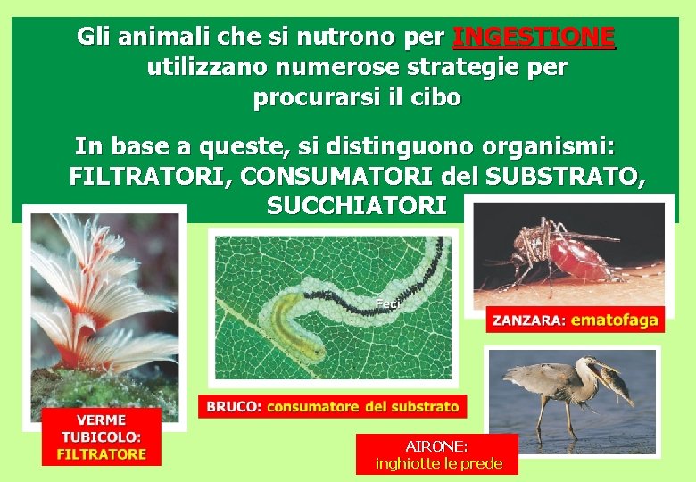 Gli animali che si nutrono per INGESTIONE utilizzano numerose strategie per procurarsi il cibo