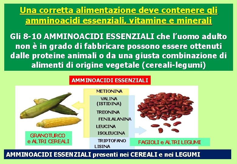 Una corretta alimentazione deve contenere gli amminoacidi essenziali, vitamine e minerali Gli 8 -10