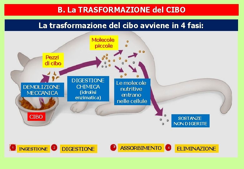 B. La TRASFORMAZIONE del CIBO La trasformazione del cibo avviene in 4 fasi: Molecole