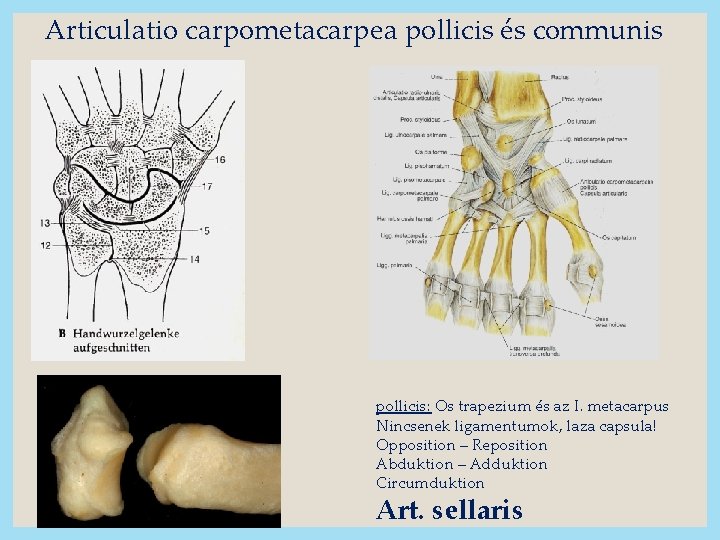 Articulatio carpometacarpea pollicis és communis pollicis: Os trapezium és az I. metacarpus Nincsenek ligamentumok,