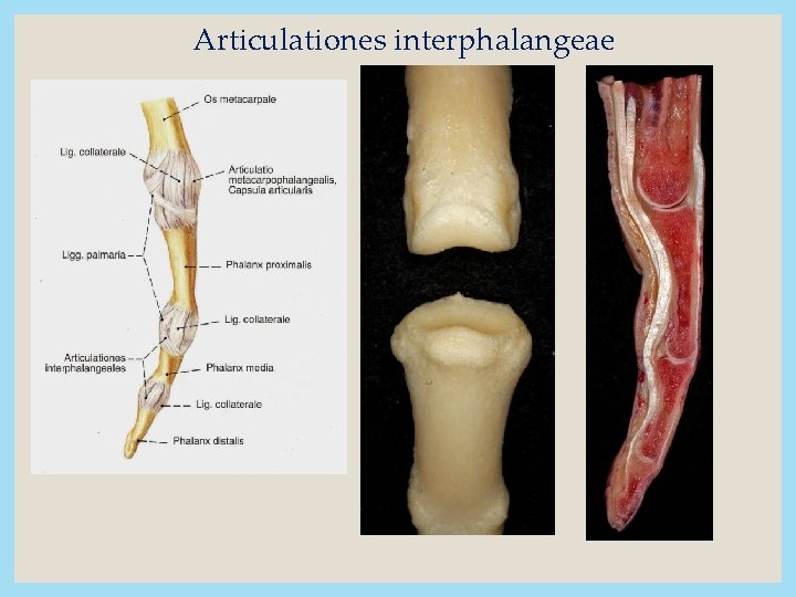 Articulationes interphalangeae 