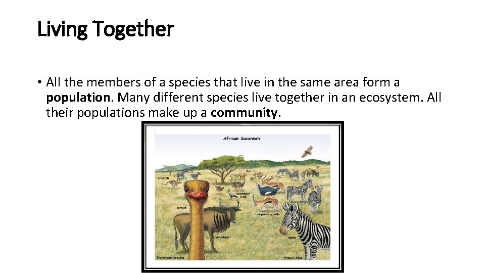 Living Together • All the members of a species that live in the same
