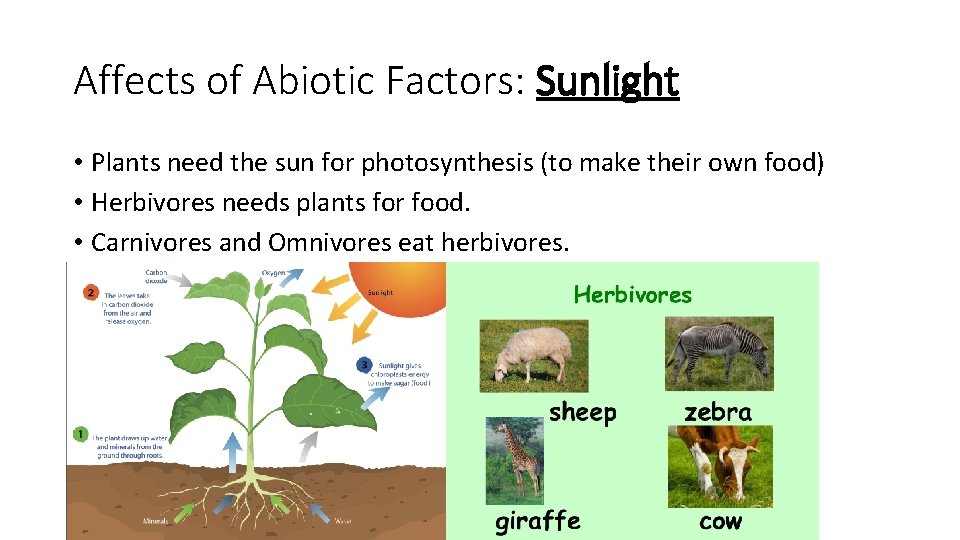 Affects of Abiotic Factors: Sunlight • Plants need the sun for photosynthesis (to make