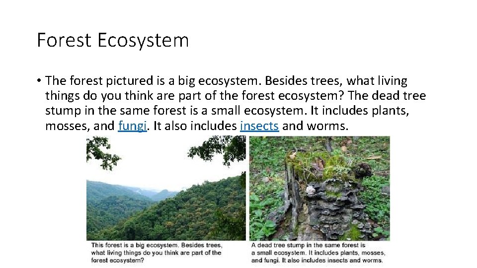 Forest Ecosystem • The forest pictured is a big ecosystem. Besides trees, what living