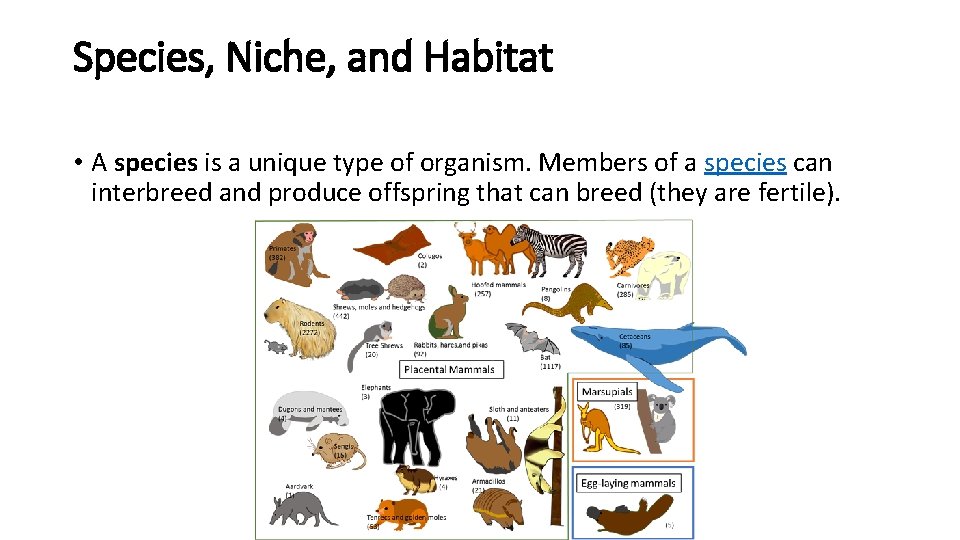 Species, Niche, and Habitat • A species is a unique type of organism. Members