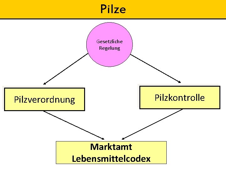 Pilze Gesetzliche Regelung Pilzverordnung Marktamt Lebensmittelcodex Pilzkontrolle 