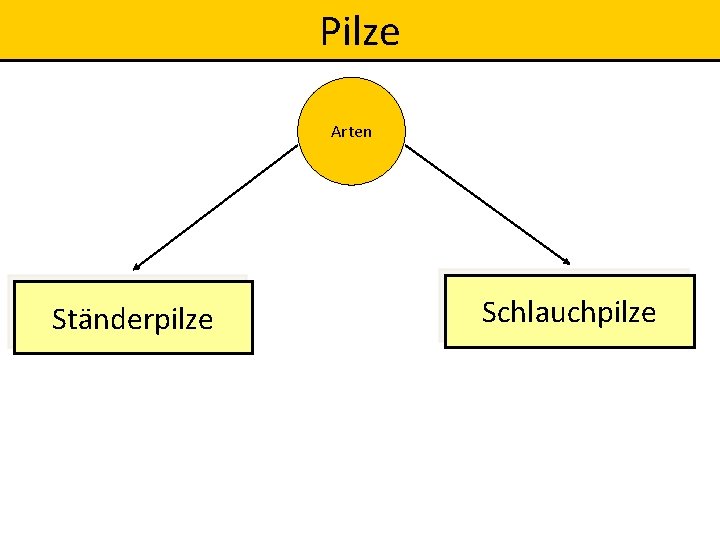 Pilze Arten Ständerpilze Schlauchpilze 