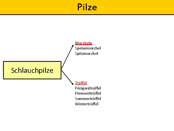 Pilze Morcheln Speisemorchel Spitzmorchel Schlauchpilze Trüffel Périgordtrüffel Piemonttrüffel Sommertrüffel Wintertrüffel 