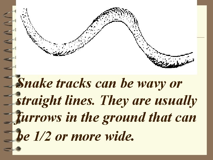 Snake tracks can be wavy or straight lines. They are usually furrows in the