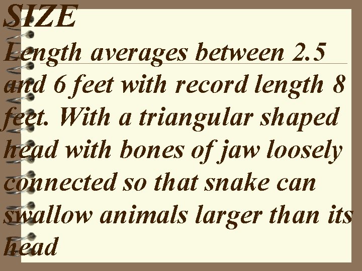 SIZE Length averages between 2. 5 and 6 feet with record length 8 feet.