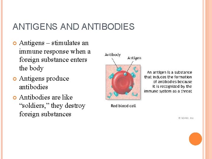 MULTIPLE ALLELES Blood Types A B O BLOOD