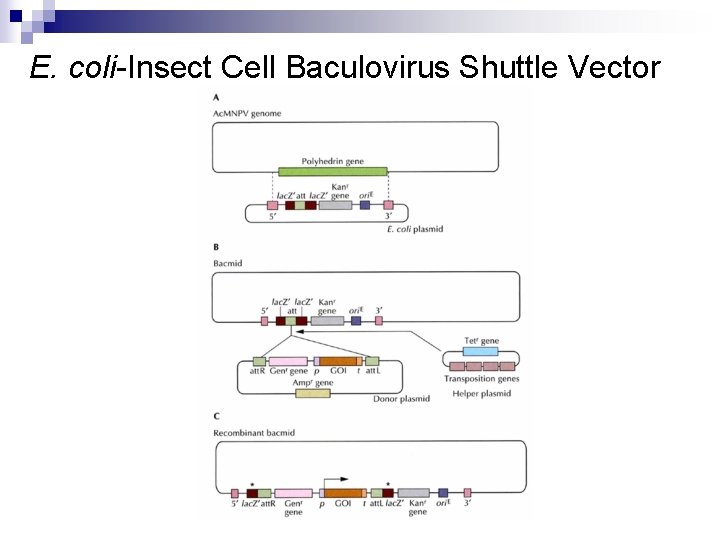 E. coli-Insect Cell Baculovirus Shuttle Vector 
