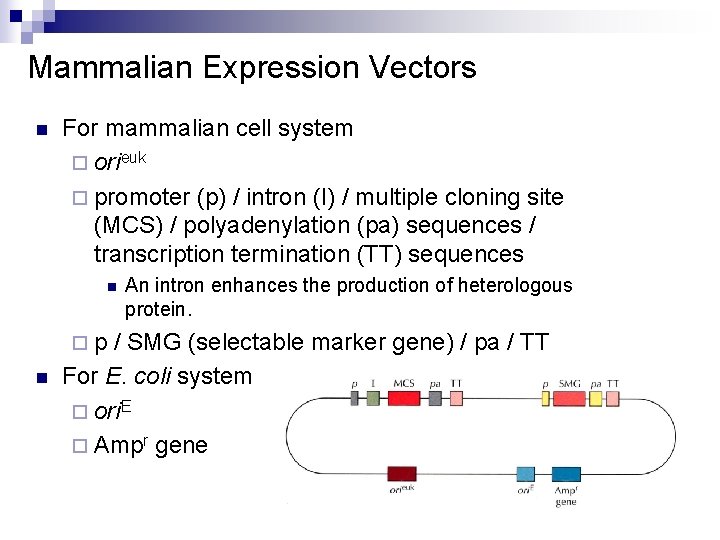 Mammalian Expression Vectors n For mammalian cell system ¨ orieuk ¨ promoter (p) /