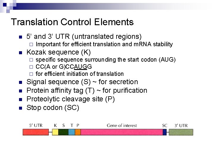 Translation Control Elements n 5’ and 3’ UTR (untranslated regions) ¨ n Kozak sequence