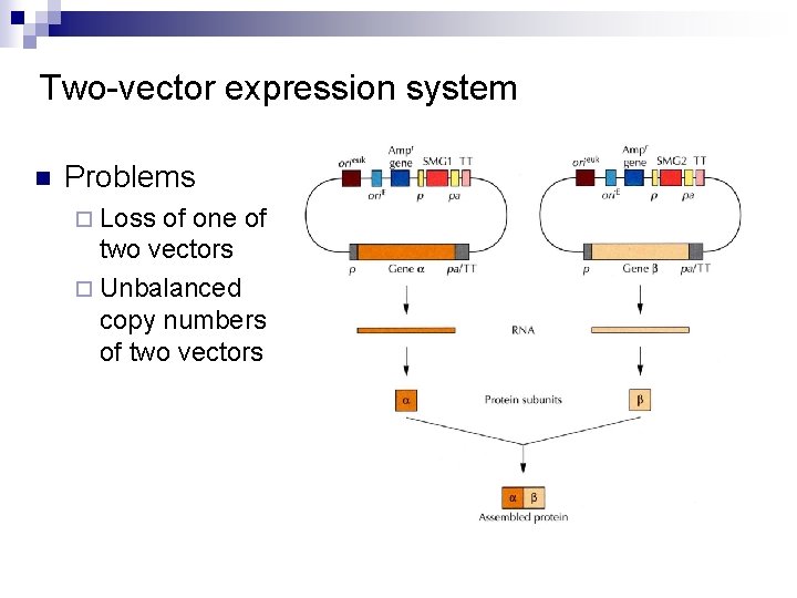 Two-vector expression system n Problems ¨ Loss of one of two vectors ¨ Unbalanced