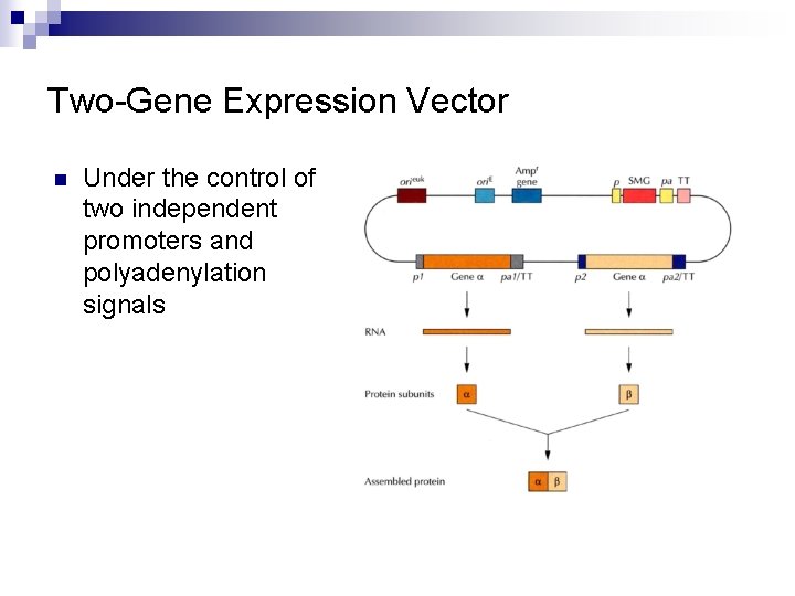 Two-Gene Expression Vector n Under the control of two independent promoters and polyadenylation signals