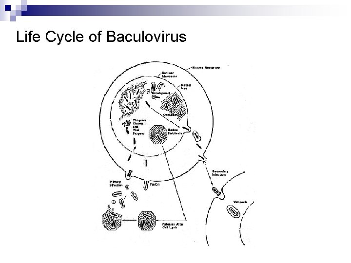 Life Cycle of Baculovirus 
