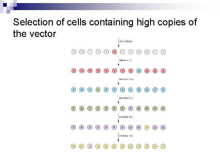 Selection of cells containing high copies of the vector 