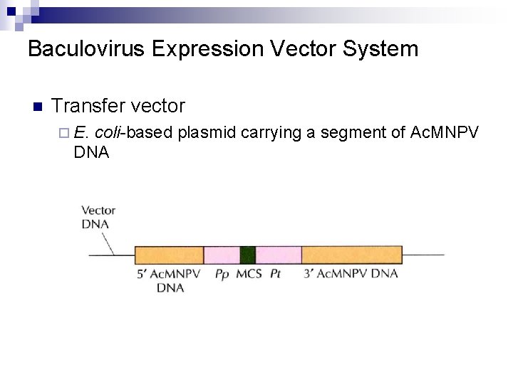 Baculovirus Expression Vector System n Transfer vector ¨ E. coli-based plasmid carrying a segment