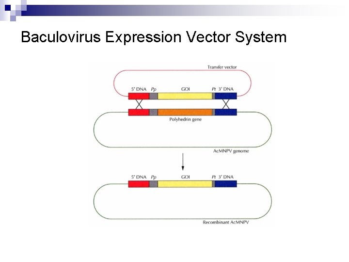 Baculovirus Expression Vector System 