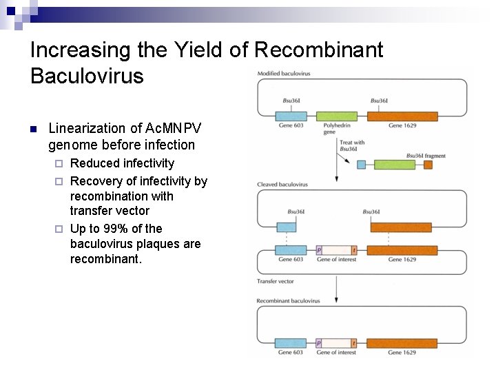 Increasing the Yield of Recombinant Baculovirus n Linearization of Ac. MNPV genome before infection