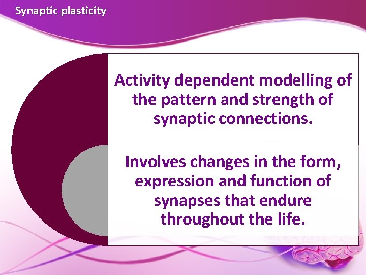 Synaptic plasticity Activity dependent modelling of the pattern and strength of synaptic connections. Involves Synaptic plasticity Activity dependent modelling of the pattern and strength of synaptic connections. Involves