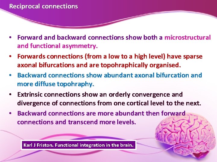 Reciprocal connections • Forward and backward connections show both a microstructural and functional asymmetry. Reciprocal connections • Forward and backward connections show both a microstructural and functional asymmetry.