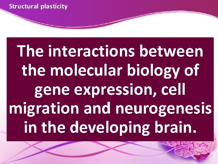 Structural plasticity The interactions between the molecular biology of gene expression, cell migration and Structural plasticity The interactions between the molecular biology of gene expression, cell migration and