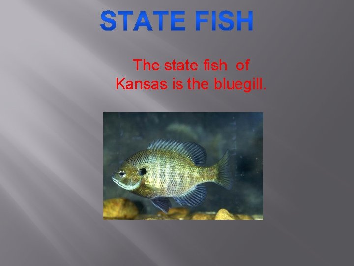 The state fish of Kansas is the bluegill. 