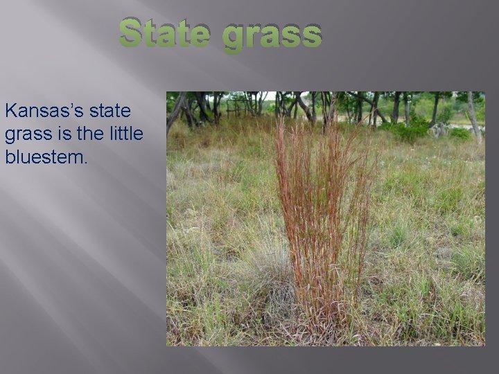 State grass Kansas’s state grass is the little bluestem. 