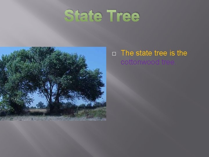 State Tree � The state tree is the cottonwood tree. 