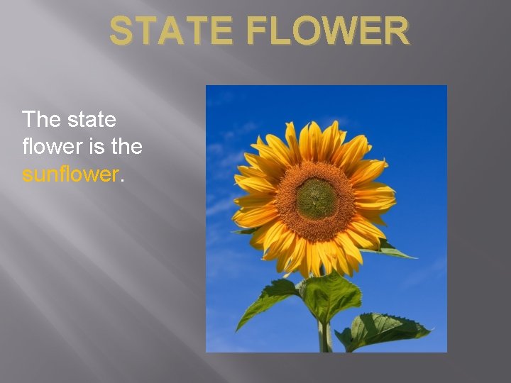 STATE FLOWER The state flower is the sunflower. 