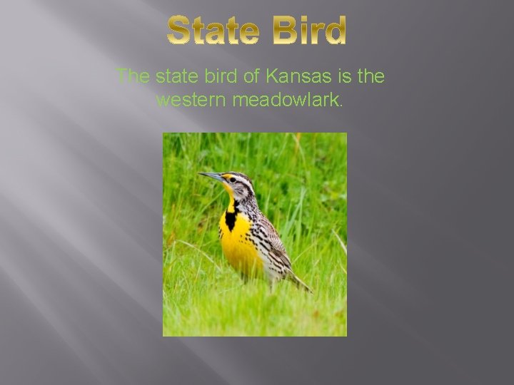 The state bird of Kansas is the western meadowlark. 