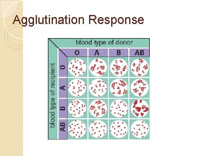 Agglutination Response 