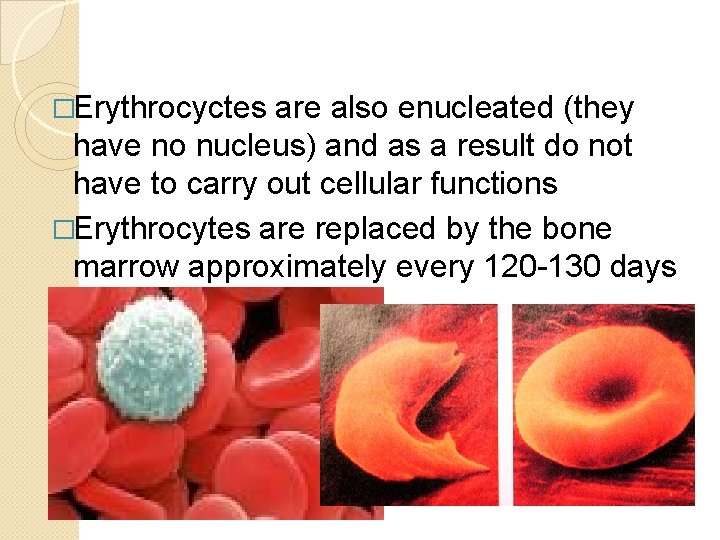 �Erythrocyctes are also enucleated (they have no nucleus) and as a result do not