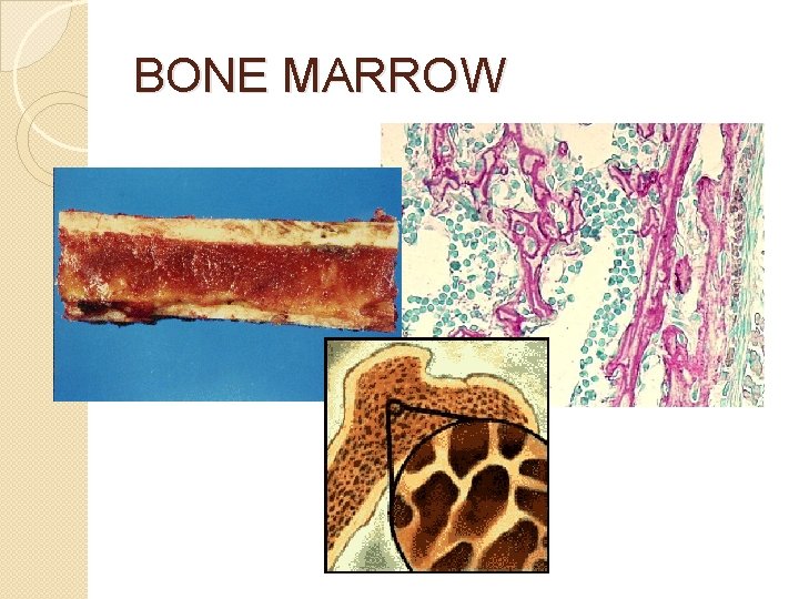 BONE MARROW 