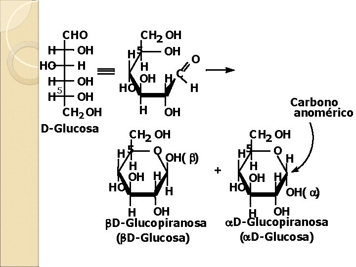 CHO H OH HO H H OH 5 H OH CH 2 OH D-Glucosa