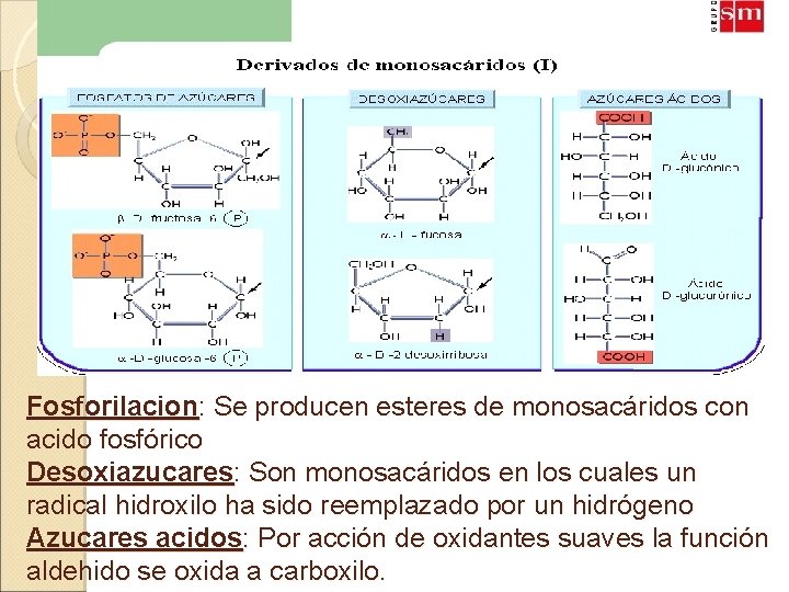 Fosforilacion: Se producen esteres de monosacáridos con acido fosfórico Desoxiazucares: Son monosacáridos en los