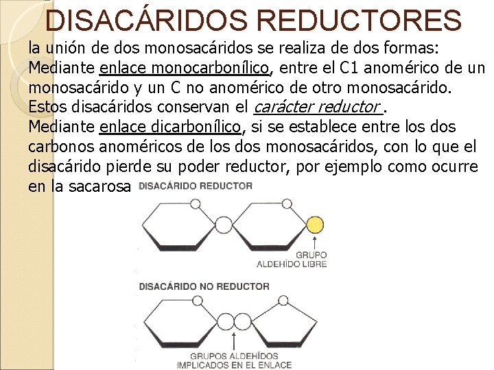 DISACÁRIDOS REDUCTORES la unión de dos monosacáridos se realiza de dos formas: Mediante enlace