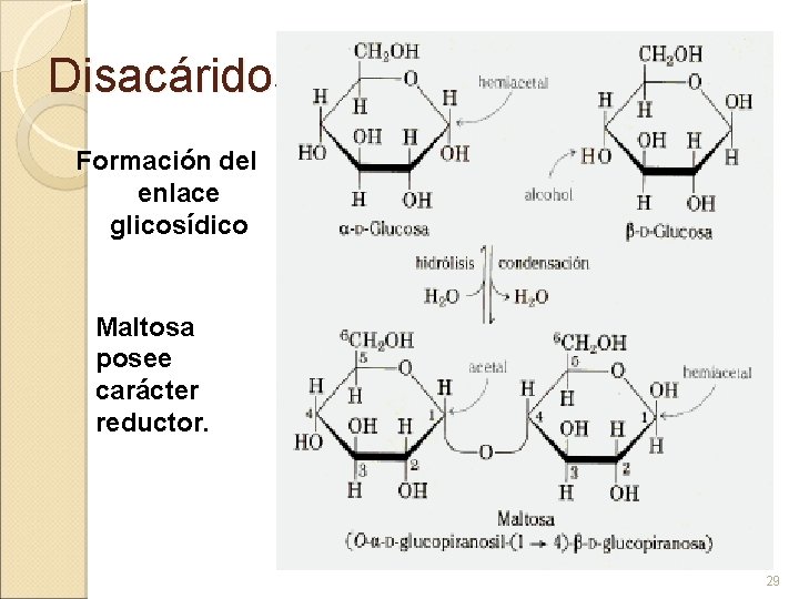 Disacáridos Formación del enlace glicosídico Maltosa posee carácter reductor. 29 