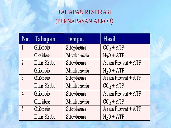 TAHAPAN RESPIRASI (PERNAPASAN AEROB) 