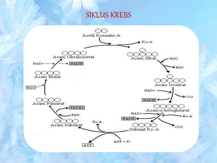 SIKLUS KREBS 