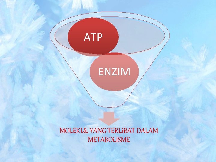 ATP ENZIM MOLEKUL YANG TERLIBAT DALAM METABOLISME 