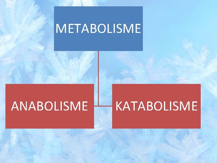 METABOLISME ANABOLISME KATABOLISME 