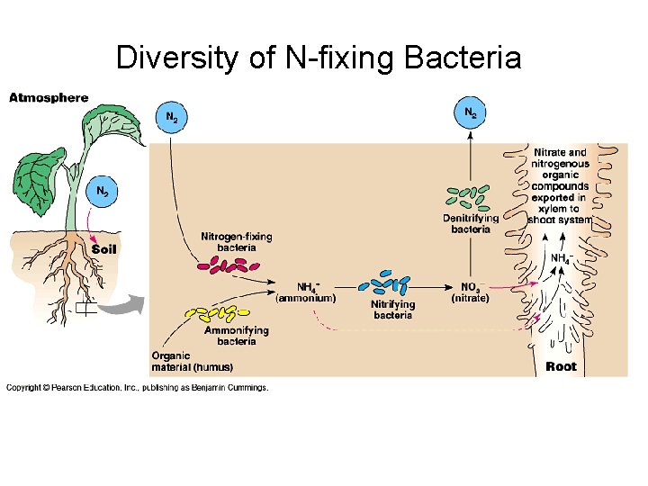 Diversity of N-fixing Bacteria 