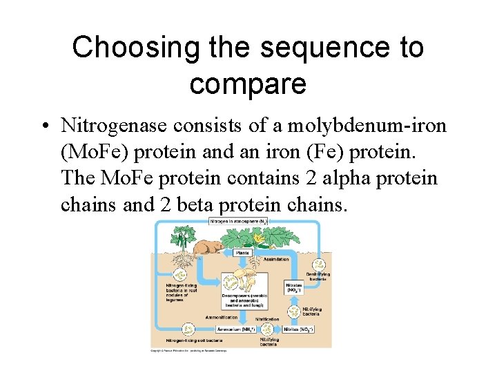 Choosing the sequence to compare • Nitrogenase consists of a molybdenum-iron (Mo. Fe) protein