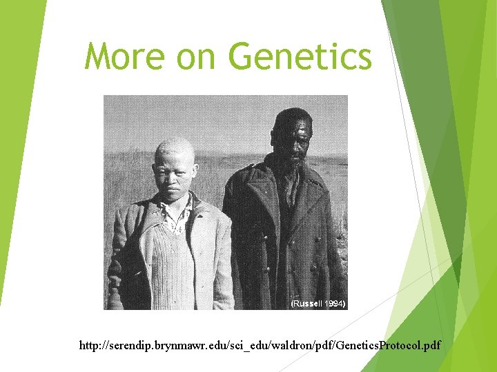 More on Genetics http: //serendip. brynmawr. edu/sci_edu/waldron/pdf/Genetics. Protocol. pdf 