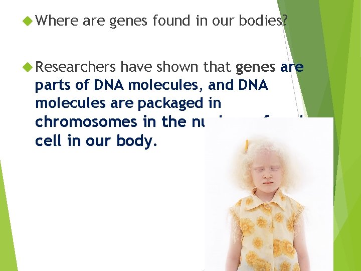  Where are genes found in our bodies? Researchers have shown that genes are