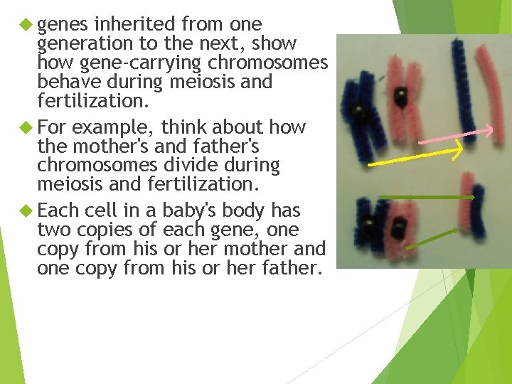  genes inherited from one generation to the next, show gene-carrying chromosomes behave during